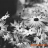 Samplephonics 43% Giant Melodic Techno (WAV) - сэмплы Techno Samplephonics 43% Giant Melodic Techno (WAV) - сэмплы Techno