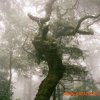 Samplephonics 43% Giant Minimal Electronic (WAV) - сэмплы Electronic Samplephonics 43% Giant Minimal Electronic (WAV) - сэмплы Electronic