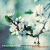 Laniakea Sounds Enormous House Spire Soundbank (Spire presets) Laniakea Sounds Enormous House Spire Soundbank (Spire presets)