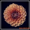 Unmute Chordz Kits and Serum Presets (WAV MIDI FXP) - сэмплы Future Bass Unmute Chordz Kits and Serum Presets (WAV MIDI FXP) - сэмплы Future Bass