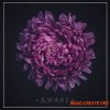 Unmute Awake (Serum presets, WAV, MIDI) - звуки Future Bass, Future Pop