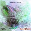 Black Octopus Sound AK: Ambient Loops (WAV) - сэмплы Ambient Black Octopus Sound AK: Ambient Loops (WAV) - сэмплы Ambient