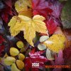 Soul Surplus Autumn Bliss (WAV) - сэмплы Hip Hop Soul Surplus Autumn Bliss (WAV) - сэмплы Hip Hop