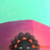 Splice Sounds krs. Lovers Rock Vol. 1 Sample Pack (WAV, MiDi) - сэмплы R&B Splice Sounds krs. Lovers Rock Vol. 1 Sample Pack (WAV, MiDi) - сэмплы R&B