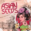 Singomakers Asian Seeds (WAV REX) - сэмплы азиатской музыки Singomakers Asian Seeds (WAV REX) - сэмплы азиатской музыки