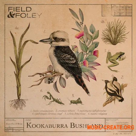 Field and Foley Kookaburra Bushland (WAV)