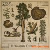 Field and Foley Redwood Forest (WAV) Field and Foley Redwood Forest (WAV)