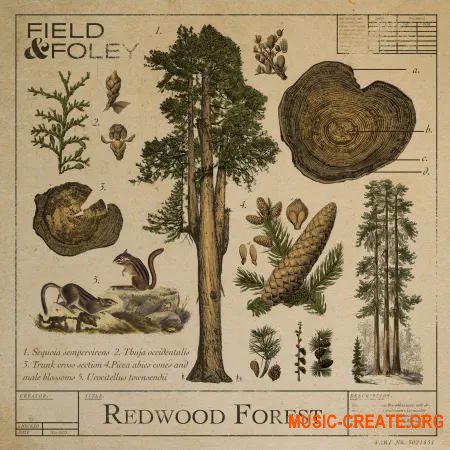 Field and Foley Redwood Forest (WAV)