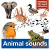Hermes PH1 Sound Effects Animal Sounds (Long Versions) (FLAC) Hermes PH1 Sound Effects Animal Sounds (Long Versions) (FLAC)