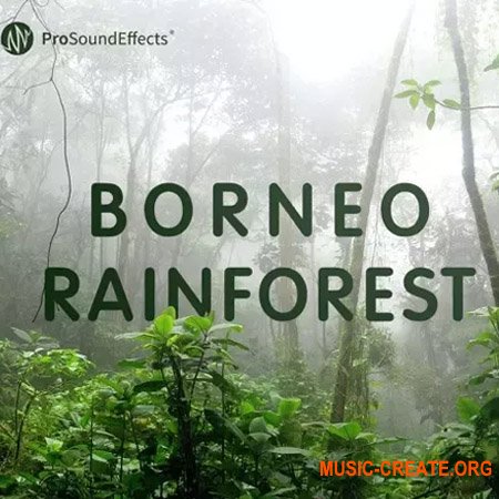 Pro Sound Effects Borneo Rainforest