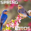 Cloud Nine Records Spring Birds (FLAC)