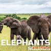Cloud Nine Records Elephants Sounds (FLAC)