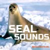 Cloud Nine Records Seal Sounds (FLAC) Cloud Nine Records Seal Sounds (FLAC)