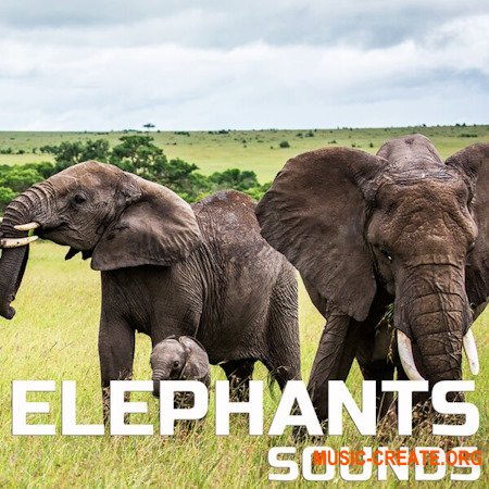 Cloud Nine Records Elephants Sounds