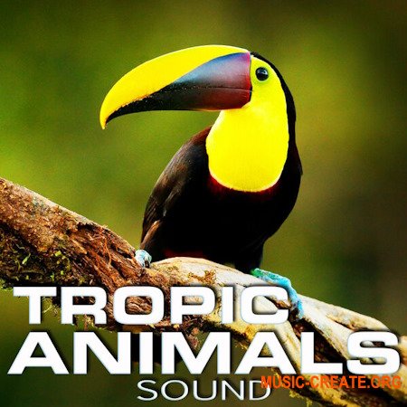 Cloud Nine Records Tropic Animals Sound