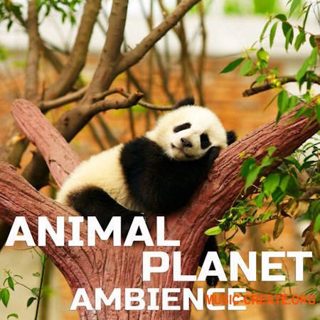 Cloud Nine Records Animal Planet Ambience